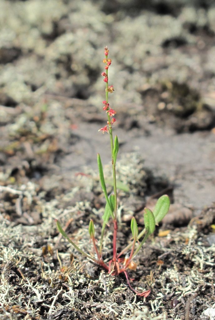 Rumex acetosella